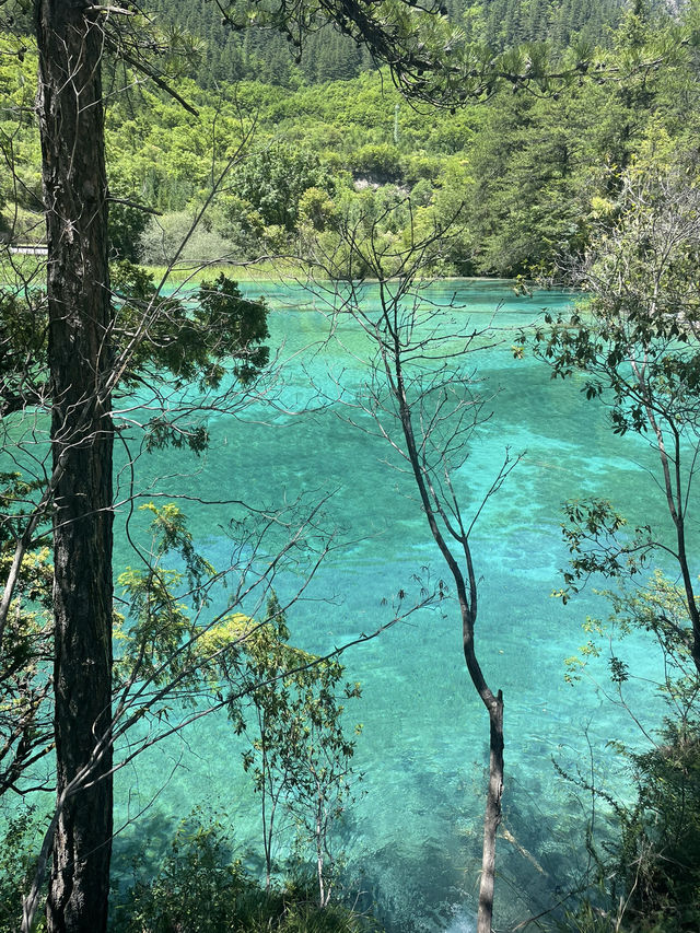 九寨溝：人間瑤池的夢幻仙境