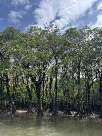 🌴【奄美大島】世界遺産のマングローブでカヌー🛶