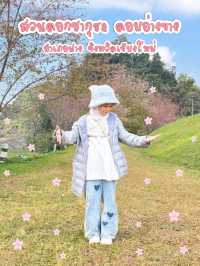 ซากุระเมืองไทย ดอยอ่างขาง จ.เชียงใหม่