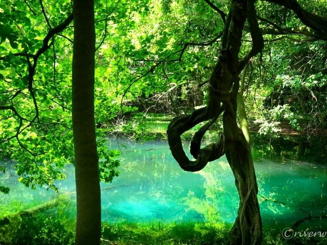 【山形】池そのものがご神体！神秘の泉「丸池様」