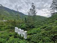 Cameron Highland