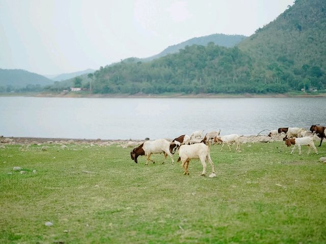 La Colline Campground แคมป์ปิ้ง 