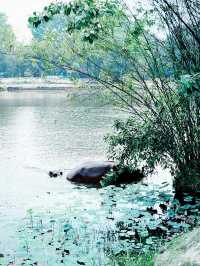 Close Encounter with Giants at Paya Indah Wetlands
