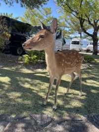 厳島神社への旅 ホテル無料送迎有!