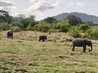 Safari at Minneriya National Park-Sri Lanka