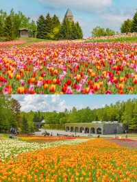 Takino Suzuran Hillside Park ชมทุ่งทิวลิปสุดอลัง🌷