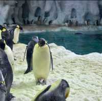 【中国/珠海長隆海洋公園】