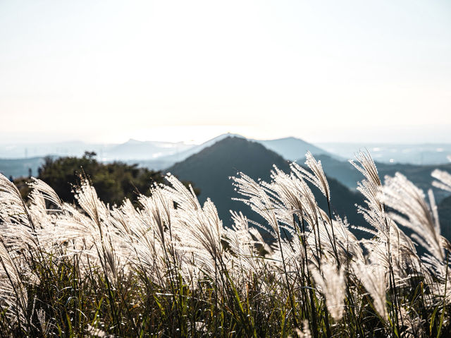 하늘을 걷는 순간, 제주에서 인생샷 날리다 🌾🏔