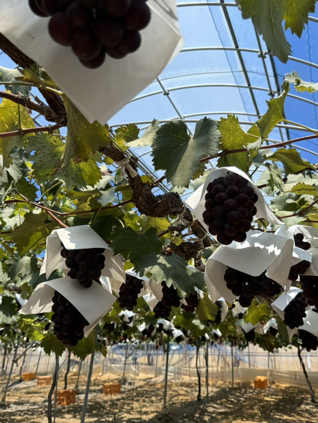 🍇 Grapes picking at Ishihara Orchard