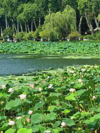 Summer Serenity at Xuanwu Lake | Nanjing’s Must-See Lotus Bloom