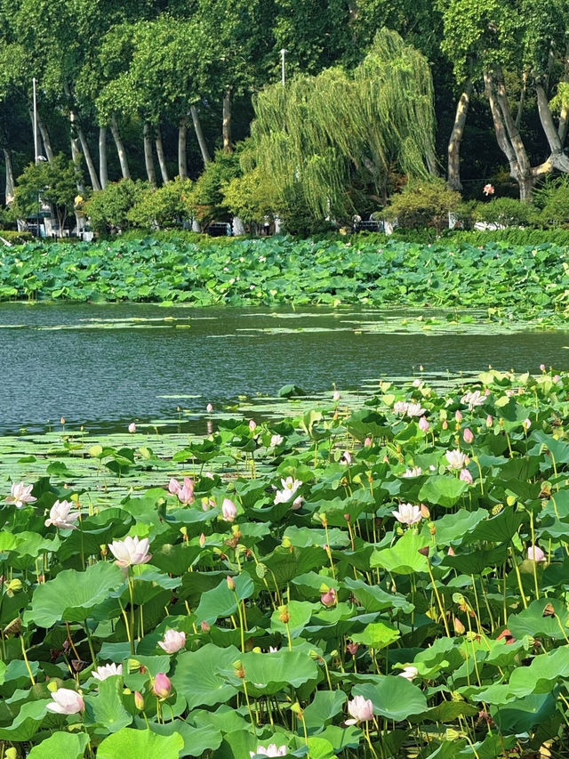 Summer Serenity at Xuanwu Lake | Nanjing’s Must-See Lotus Bloom