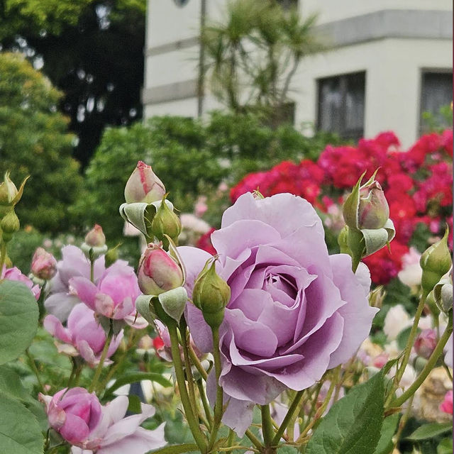 【神奈川/横浜🇯🇵】デートにどうですか??♡港の見える丘公園 【神奈川/横浜🇯🇵】デートにどうですか??♡港の見える丘公園