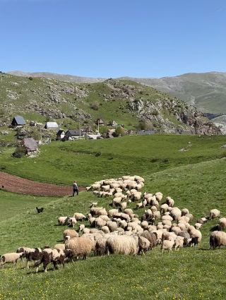 Experience Shepherding in a 14th-Century European Village
