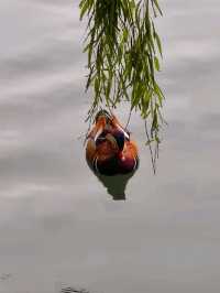 Beihai Park: The Elegance and Vitality of Autumn