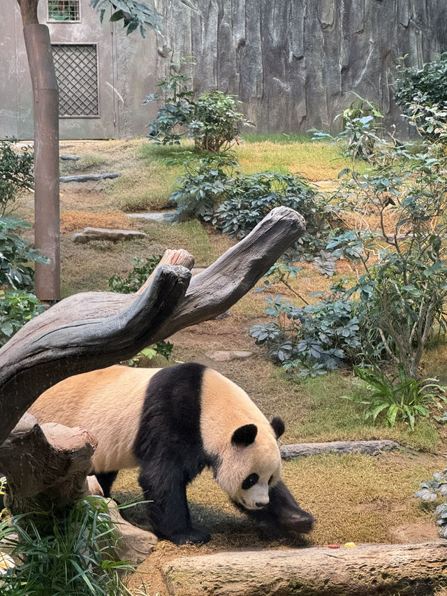 香港🇭🇰 海洋公園