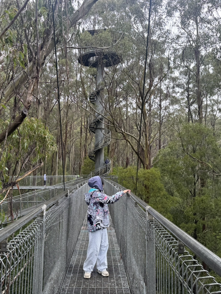 Otway Fly Treetop Adventures Hãy là một ma cà rồng sợ độ cao