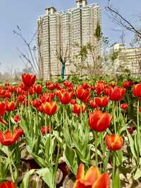 🌷 Tulip Garden Delight — A Colorful Escape in Renmin Park, Zhengzhou
