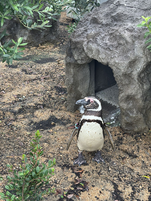 ★いまをときめく水族館★神戸須磨シーワールド