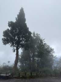 太平山森林遊樂區