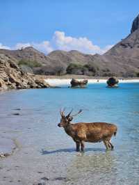 Padar Island: 815 Steps to Paradise Views in Flores