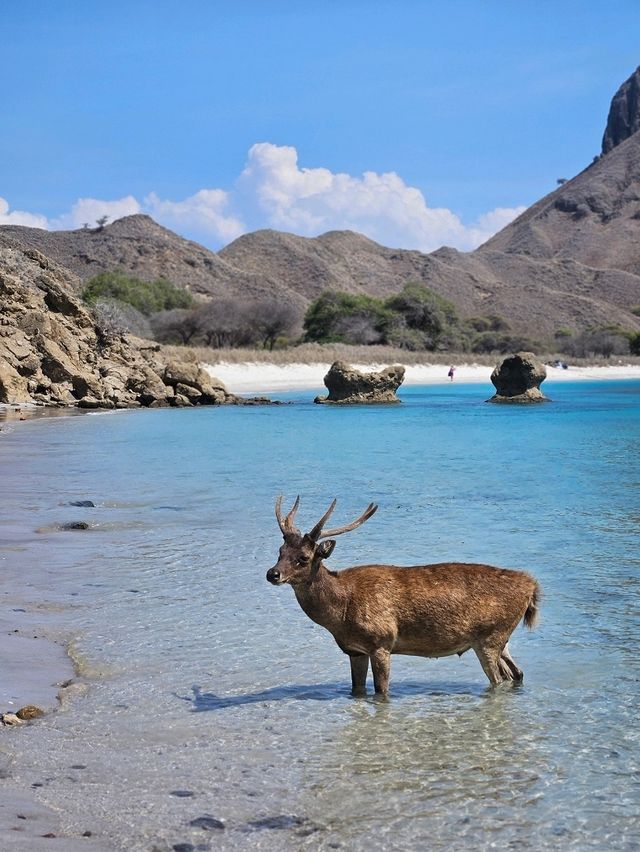 Padar Island: 815 Steps to Paradise Views in Flores