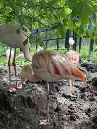 北海道 旭山動物園
