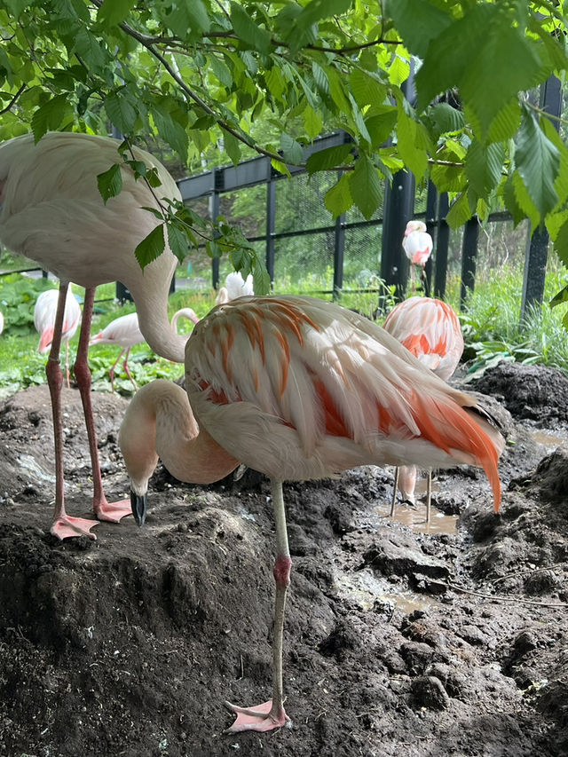 北海道 旭山動物園