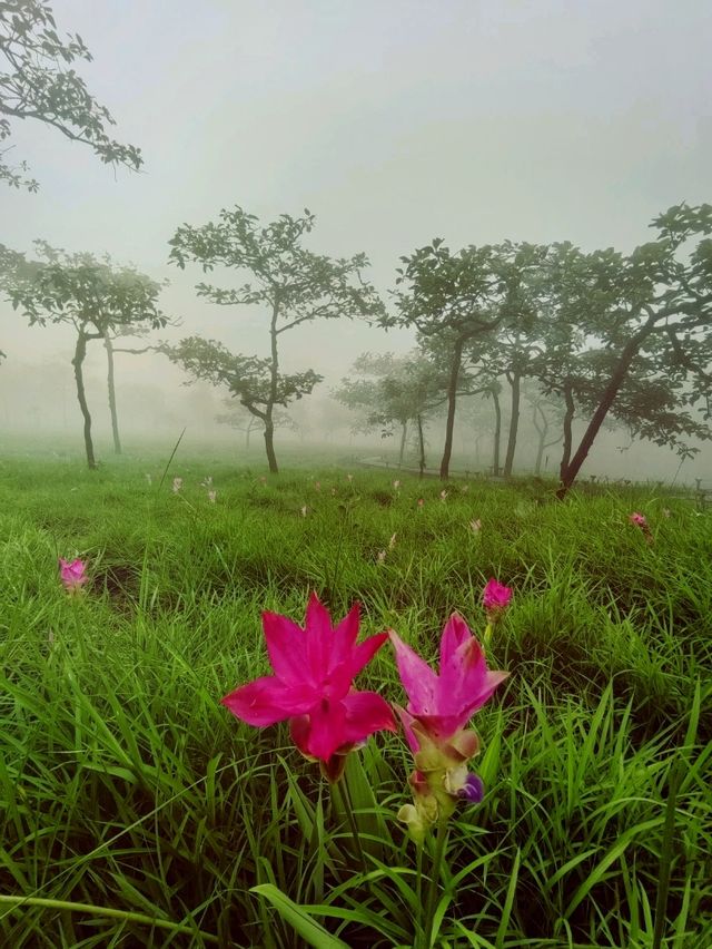 ชมทุ่งกะเจียวตัดกับพื้นสีเขียวที่ป่าหินงามยามฝน