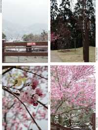 Qingjing Farm - Taiwan