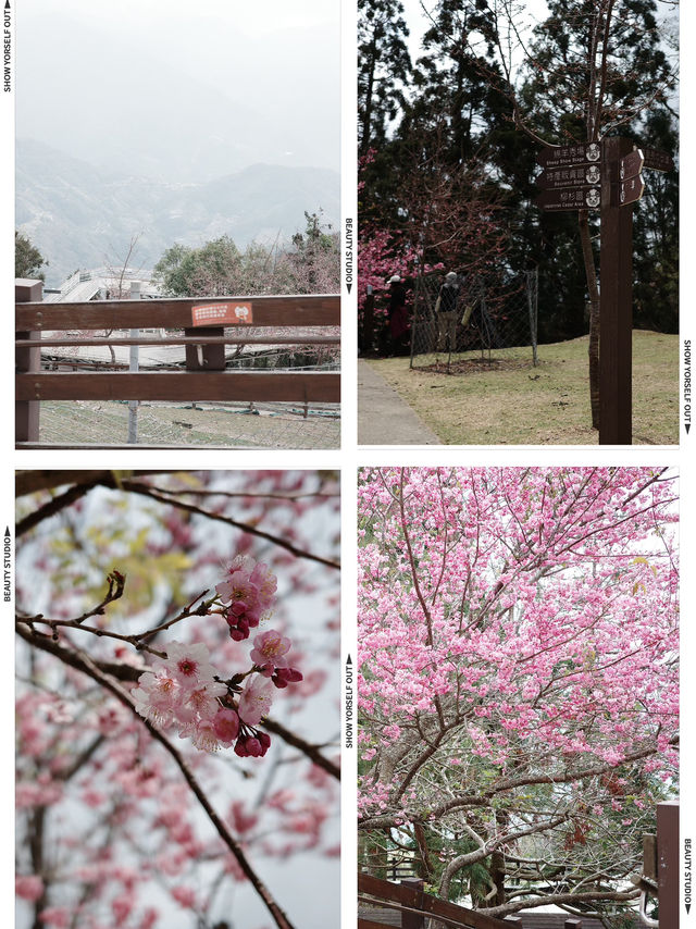 Qingjing Farm - Taiwan