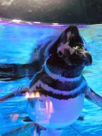 🐧 天空の街で出会う癒し──すみだ水族館・ペンギン展示の思い出