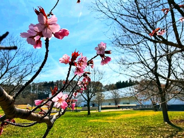 Aomori Museum of Art – Where Modern Creativity Meets Local Heritage ✨🎨 Aomori Museum of Art – Where Modern Creativity Meets Local Heritage ✨🎨
