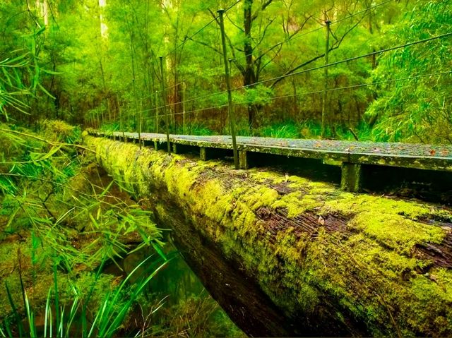 Bibbulmun Track｜探索世界級健行步道