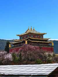Dukezong Ancient Town – Blossom Beauty at 3,300m 🌸