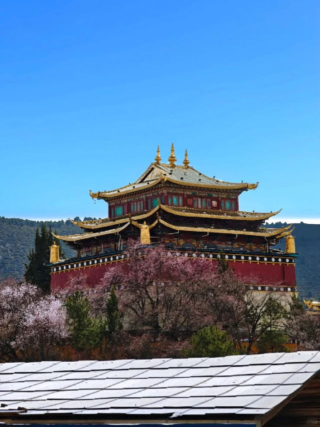 Dukezong Ancient Town – Blossom Beauty at 3,300m 🌸