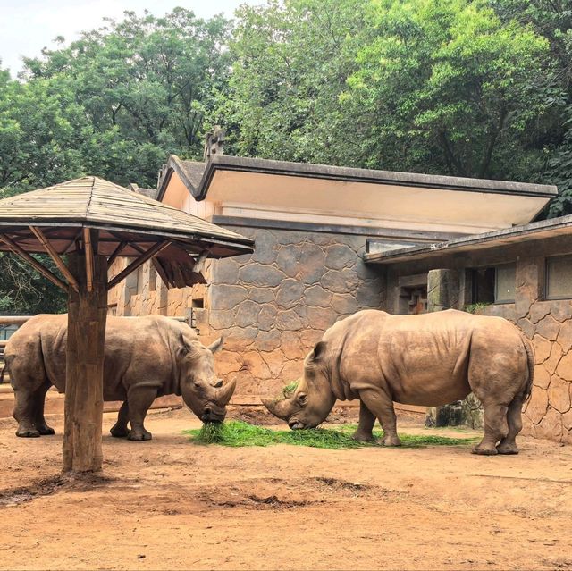 雲南昆明親子必去玩樂景點🏮昆明動物園