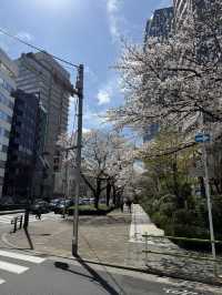 2025.03.28 櫻花季東京獨旅五天四夜行程 p6 第四天行程大公開(1.愛宕一帶)