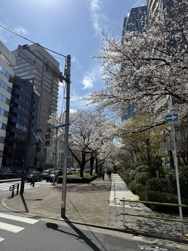 2025.03.28 櫻花季東京獨旅五天四夜行程 p6 第四天行程大公開(1.愛宕一帶) 2025.03.28 櫻花季東京獨旅五天四夜行程 p6 第四天行程大公開(1.愛宕一帶)
