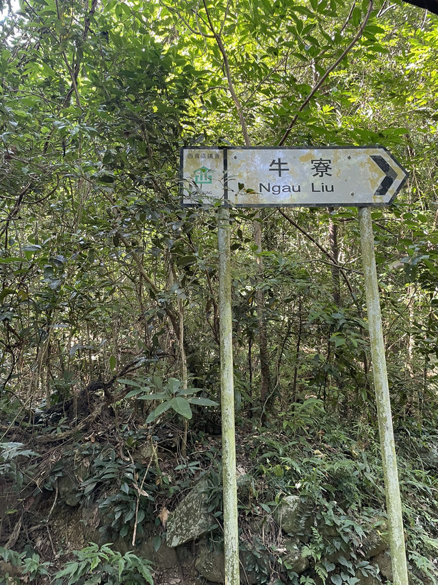 感受芒草包圍