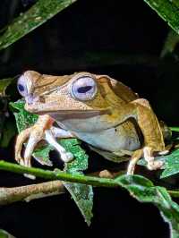 1StopBorneo Wildlife - Malaysia 