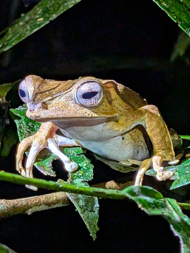 1StopBorneo Wildlife - Malaysia 