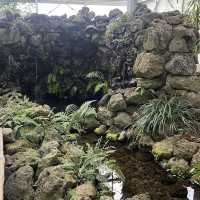 Halla Arboretum, Jeju Island,S.Korea