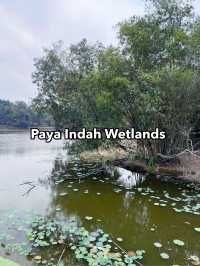 Paya Indah Wetlands: Tranquil Encounter with Hippos, Crocodiles, and Nature’s Stillness