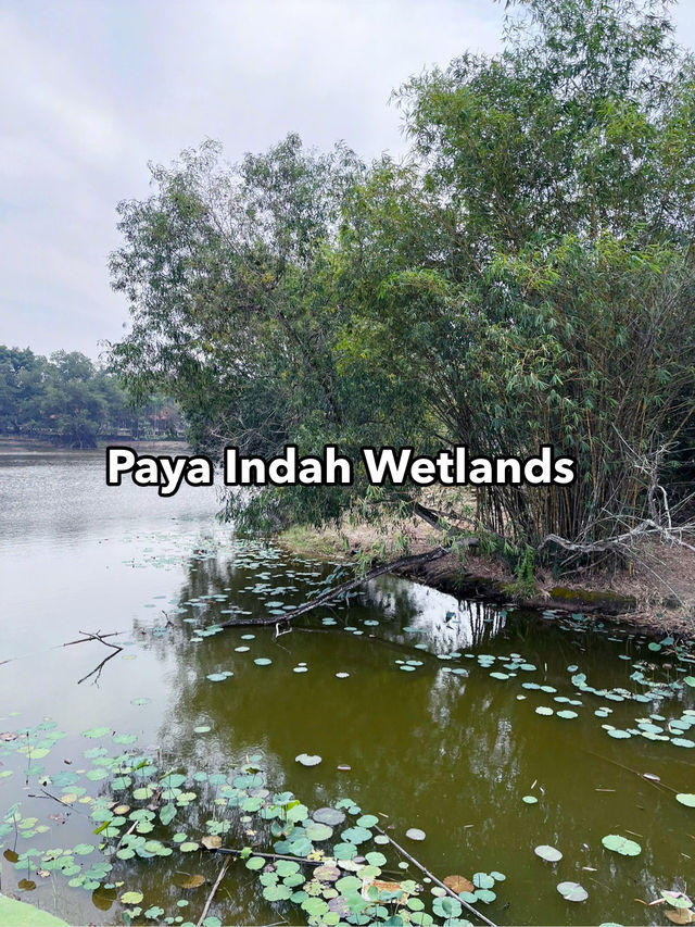 Paya Indah Wetlands: Tranquil Encounter with Hippos, Crocodiles, and Nature’s Stillness