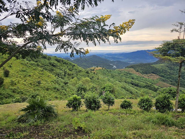 🌄 รีวิวดอยช้าง – ดินแดนหมอกและกาแฟ 🌄