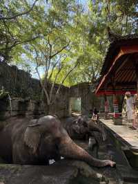 Seharian main di taman safari Bali 🐘🐅