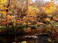 青森小眾秘境！奧入瀨溪流14公裡絕美徒步攻略🚶‍♀