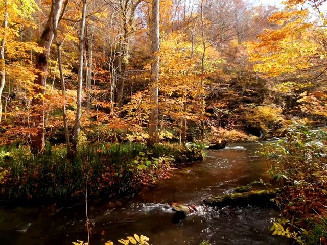 青森小眾秘境！奧入瀨溪流14公裡絕美徒步攻略🚶‍♀