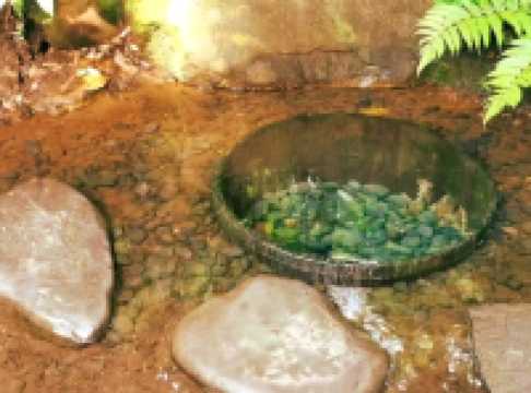 A Peaceful Escape in the Heart of Tokyo — Meiji Jingu Shrine