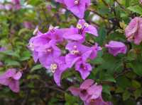 A Hidden Oasis in the Heart of Putrajaya: Exploring Bougainvilla Trails